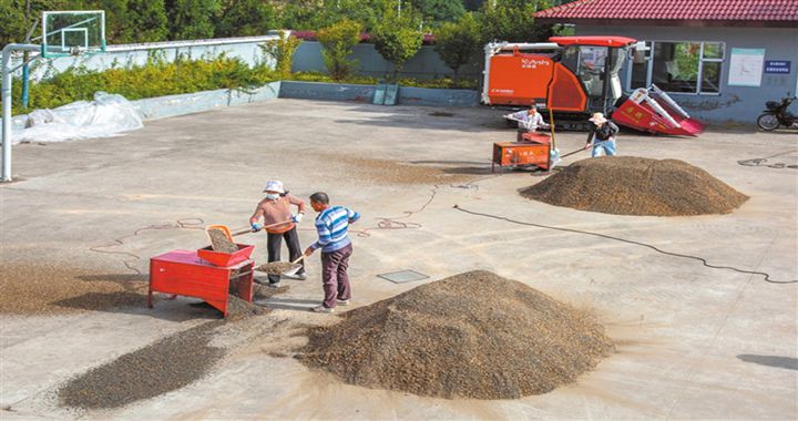 臨汾：緊盯雨停有利時(shí)機(jī) 全力幫助農(nóng)戶搶收農(nóng)作物